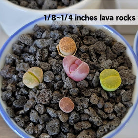 Anothera lava rock in landscape or garden bed for drainage and aesthetic.