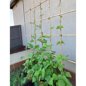 Anothera packaging-ready bamboo stakes for easy storage and quick setup.