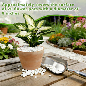 Anothera white pebbles half-inch size ideal for aquarium and terrarium use
