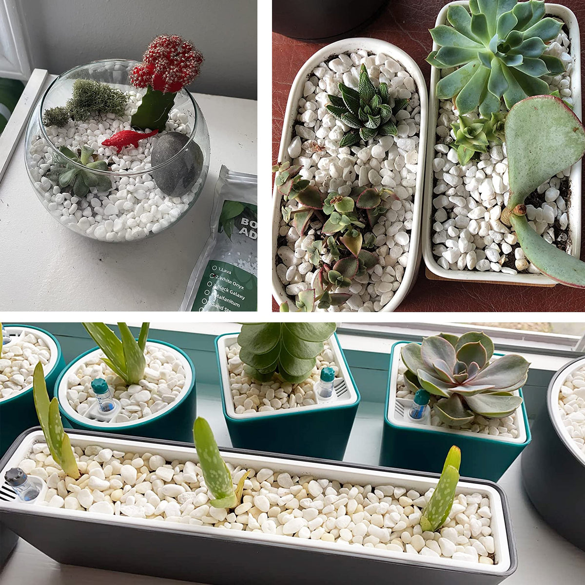 Anothera white pebbles ornamental displays in aesthetic arrangements