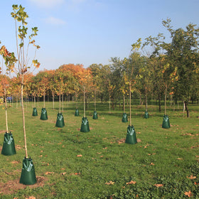ANPHSIN bags excel in arid conditions, saving water while supporting saplings.