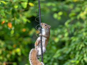 Anranmm Squirrel guard spring device installation on a pole is quick and simple