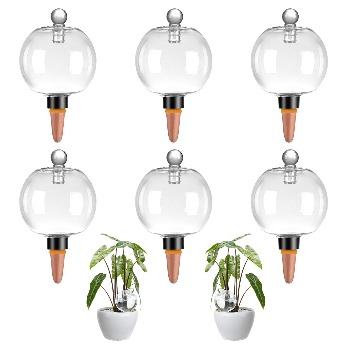Ansberta six-pack globes in pots offer steady moisture for healthy plants