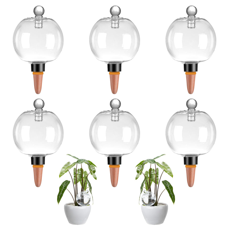 Ansberta six-pack globes in pots offer steady moisture for healthy plants