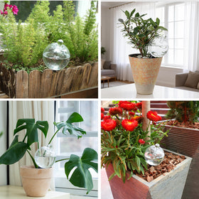 Ansberta plant watering globes in use beside thriving potted plants.
