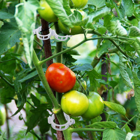 Anyumocz garden clips for vines enable quick tying and improved air circulation.