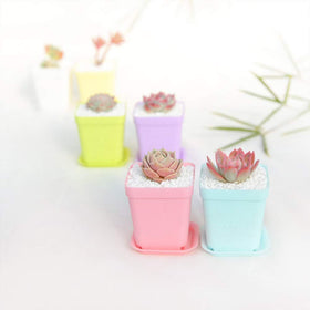 Anyumocz indoor-outdoor pots suited for offices, balconies, and windowsills with style