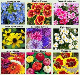 Apexmode 20-plus varieties seeds display showing diverse colors and bloom times.