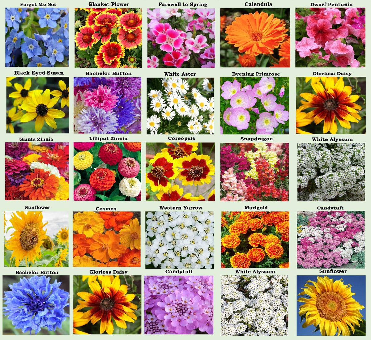 Apexmode 25-flower-seed-packets packaging for gifting and planning your garden.