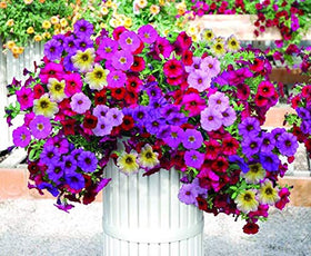 Apexmode colorful garden inspiration showing multiple seed varieties in one pack.