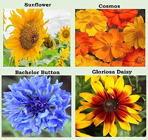 Apexmode forget-me-not, sunflower, marigold seeds close-up highlighting classic favorites.