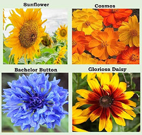 Apexmode forget-me-not, sunflower, marigold seeds close-up highlighting classic favorites.