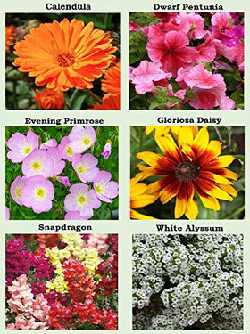 Apexmode hummingbird-butterfly wildflower seeds close-up for pollinator-friendly garden.