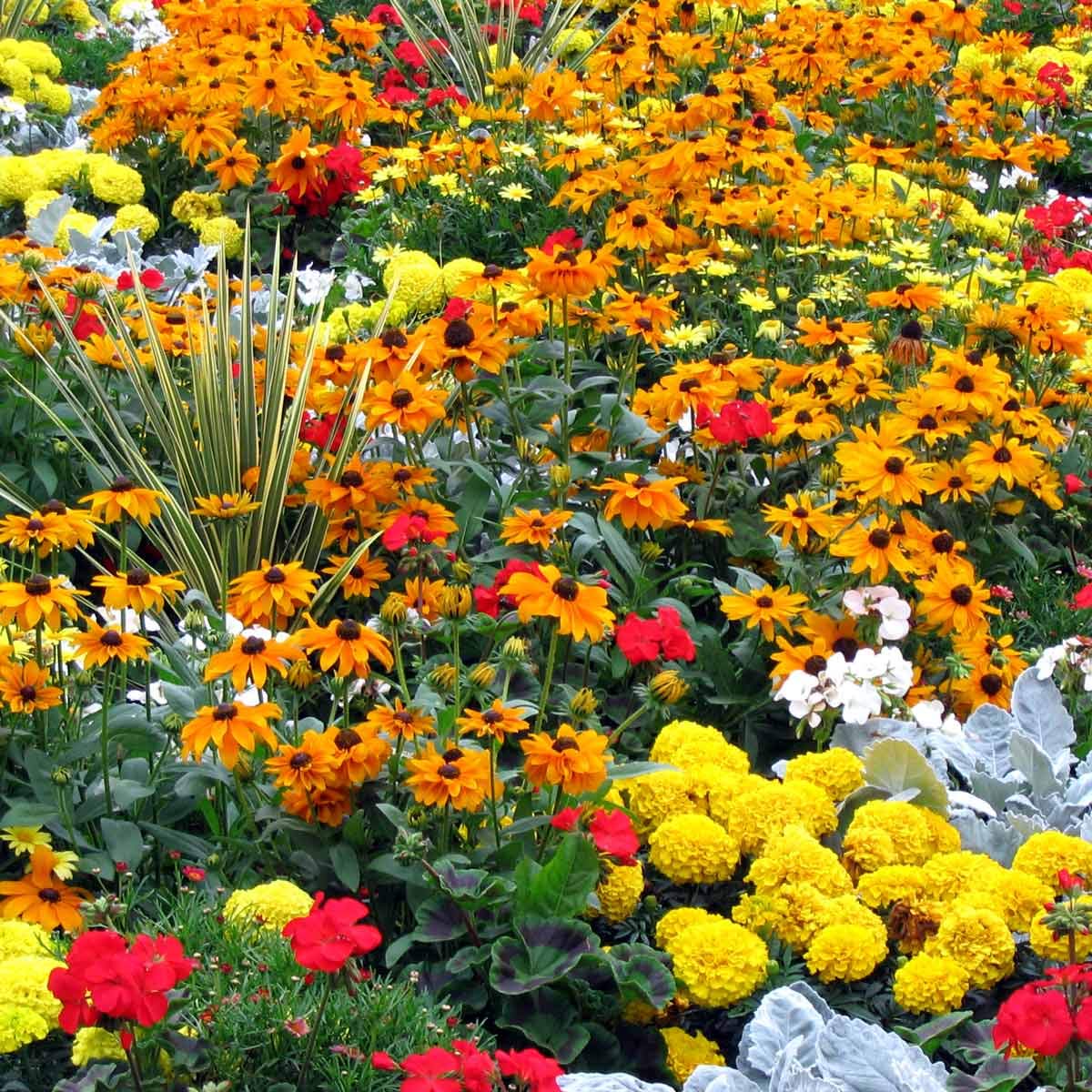Apexmode non-GMO seeds and heritage mix for open-air gardening.