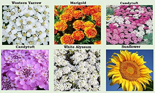 Apexmode zinnia lilliput and snapdragon seeds collection for vibrant borders.