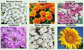 Apexmode zinnia lilliput and snapdragon seeds collection for vibrant borders.