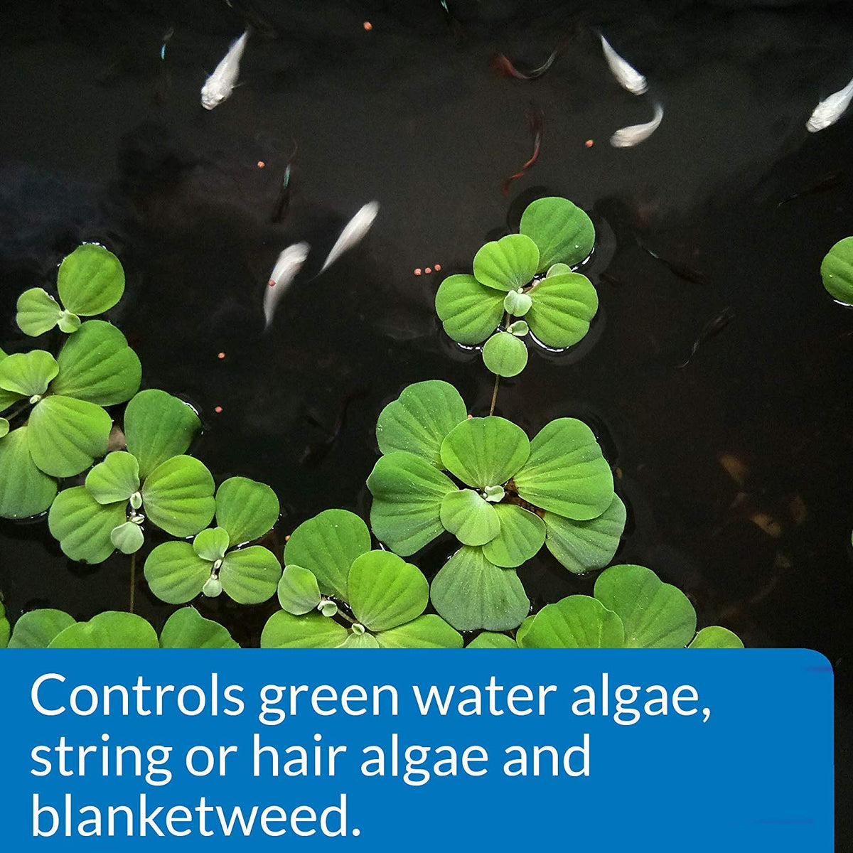 API POND ALGAEFIX green water bloom being treated in pond