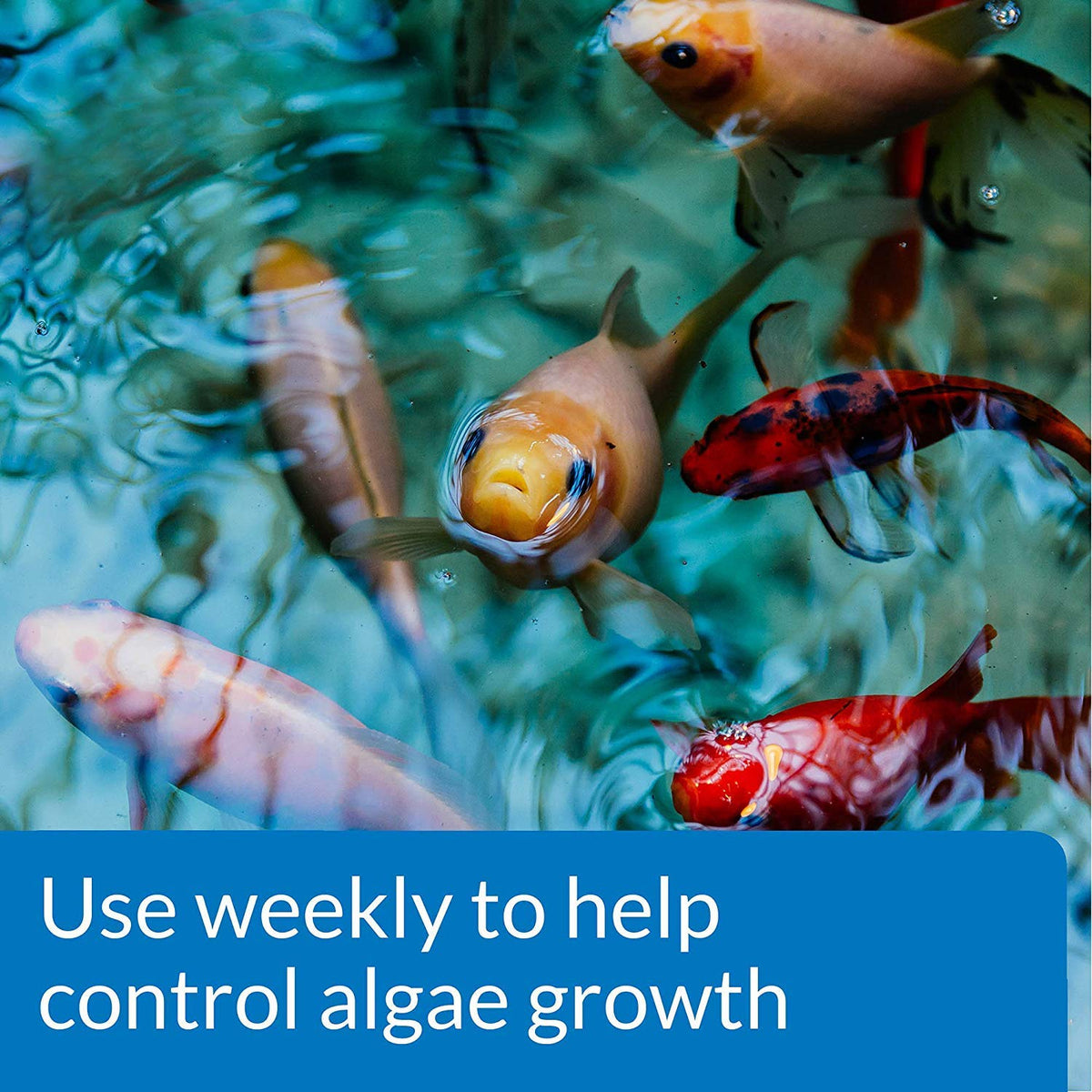 API POND ALGAEFIX bottle pouring to treat pond algae