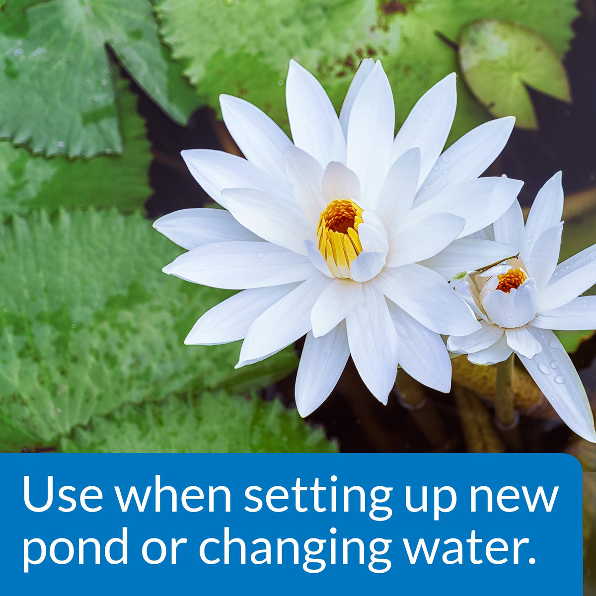 API Pond Chlorine & Heavy Metal Neutralizer label close-up highlighting instant water treatment action.