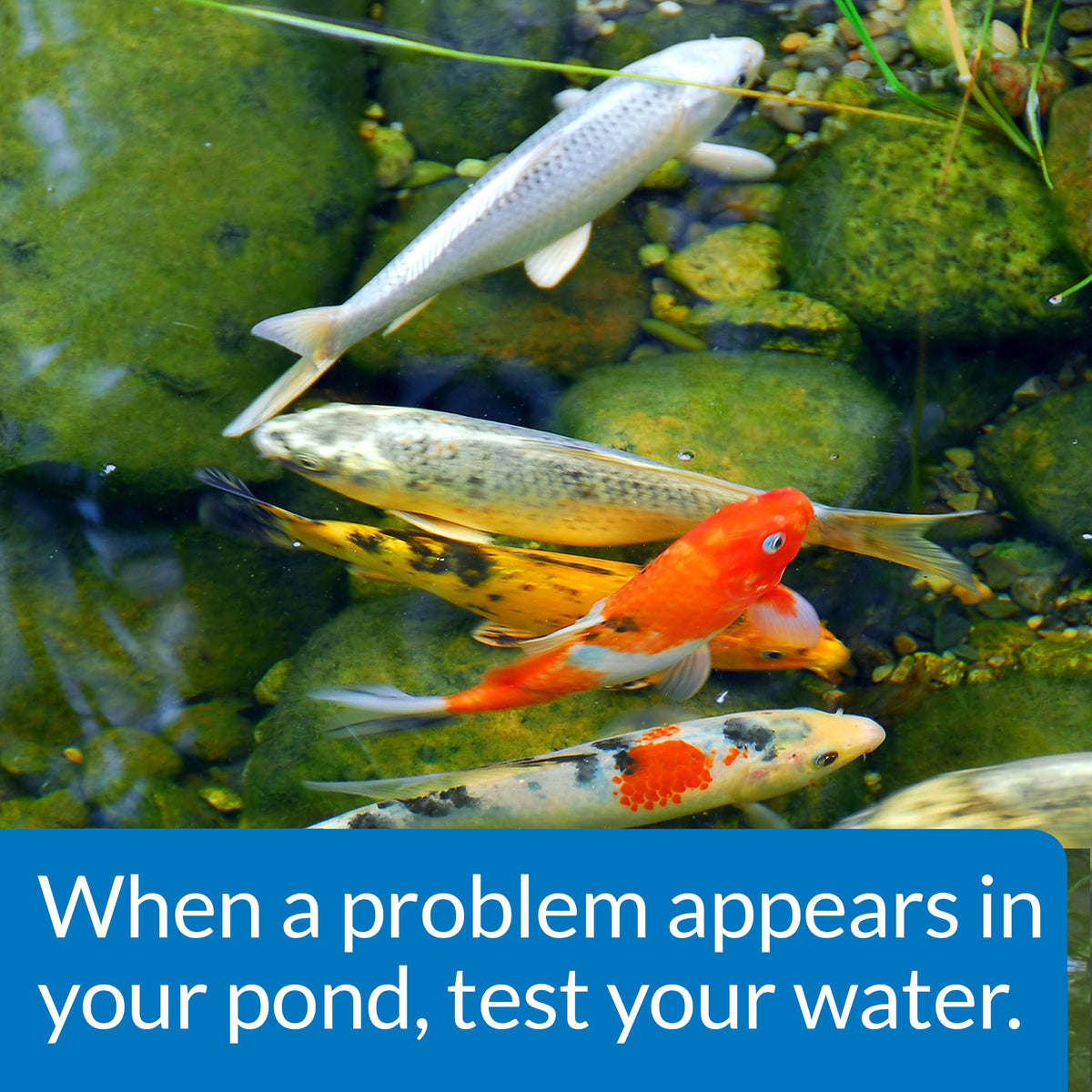 API Pond Master Test Kit instruction booklet guides easy testing steps