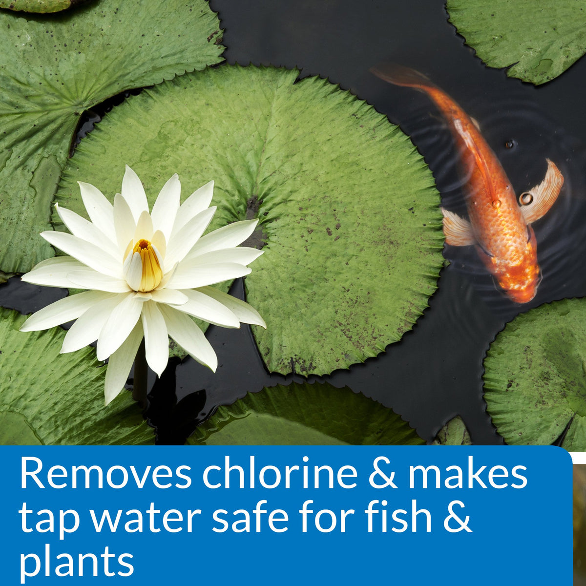 API Pond Neutralizer being poured into pond water for safe changes.