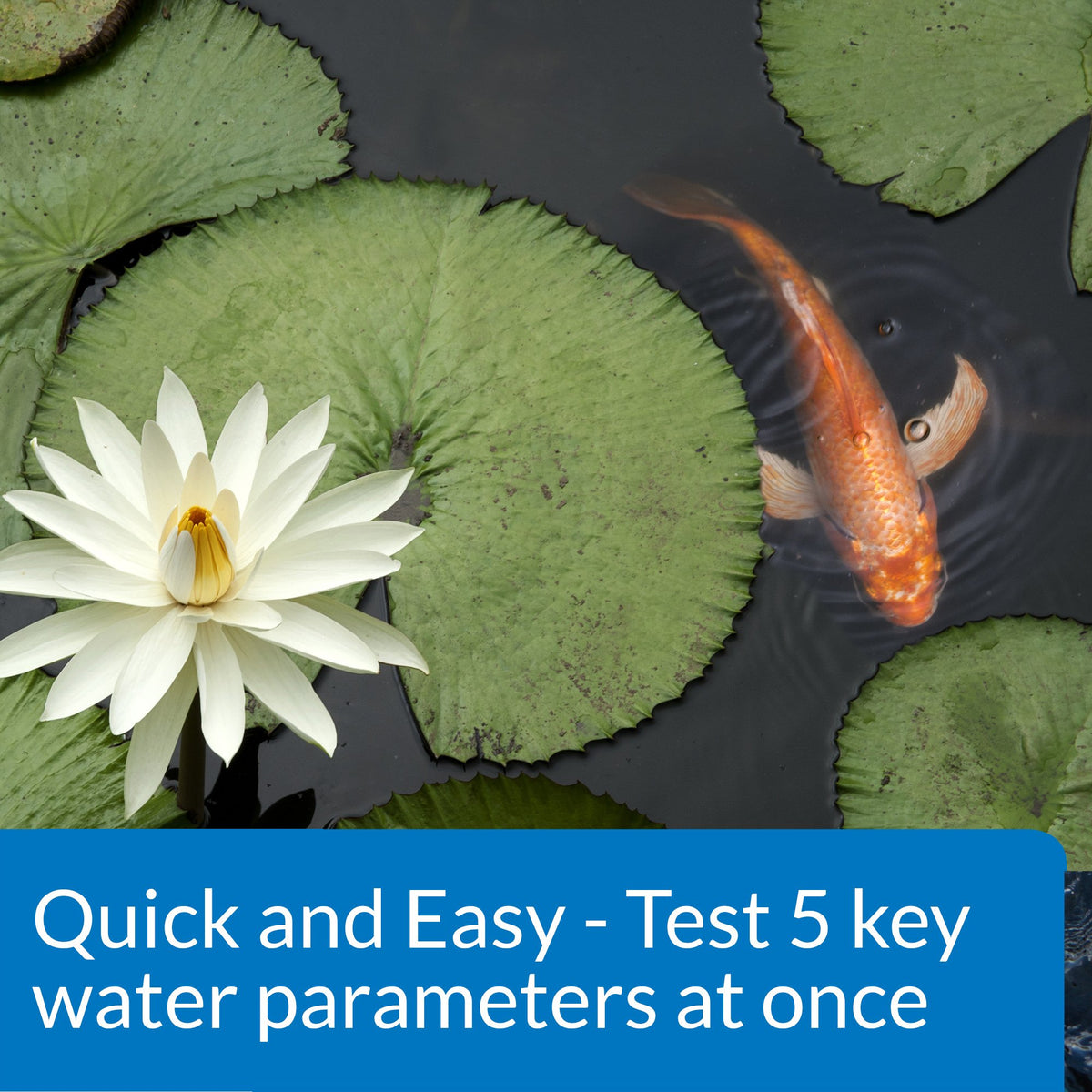 API POND 5in1 strip shows pH, nitrite, nitrate, and hardness indicators