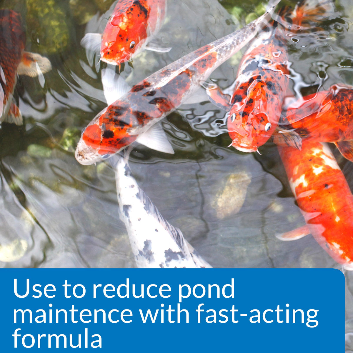 API POND SIMPLY CLEAR cloudy water clearance visual for a cleaner pond.