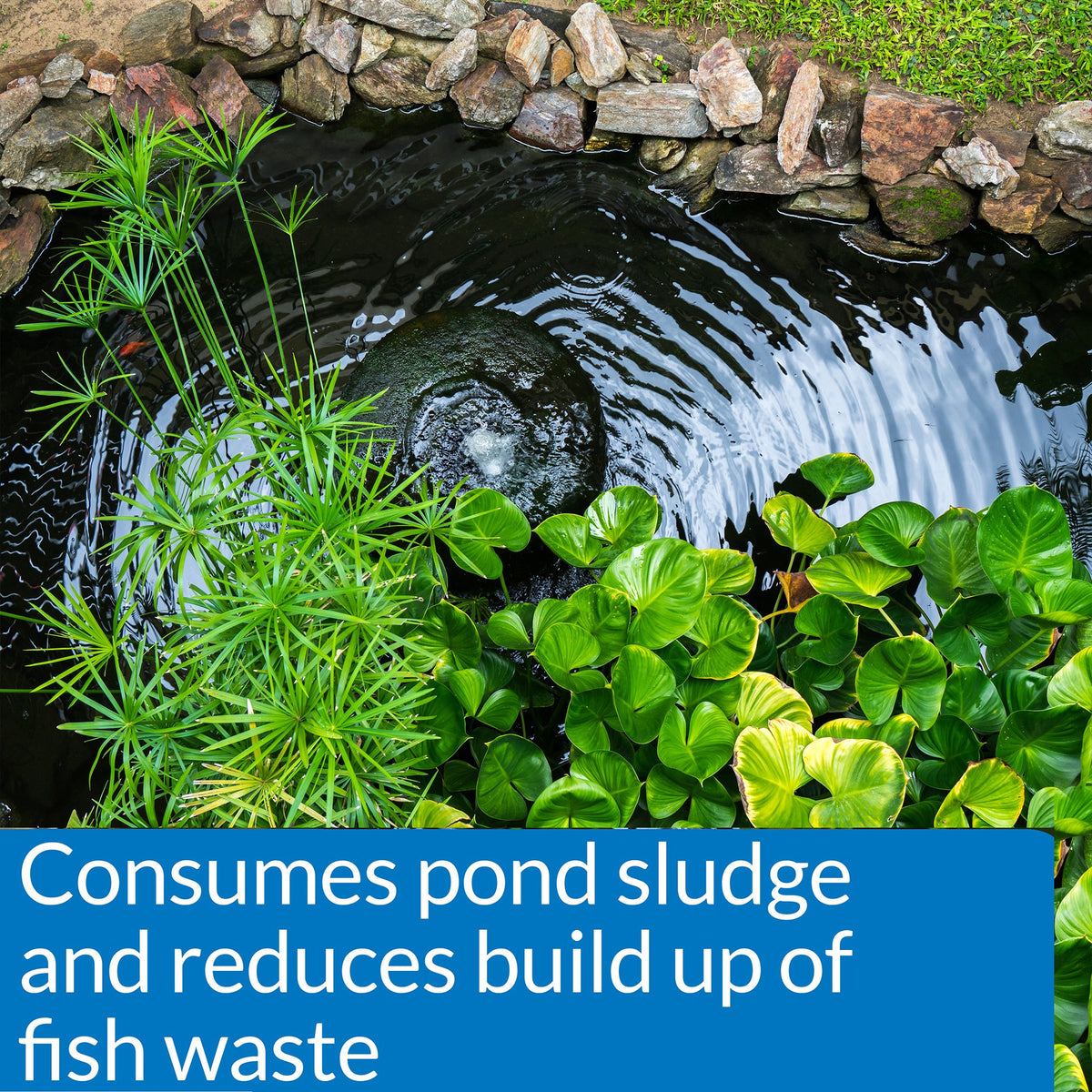 API POND SIMPLY CLEAR clumping action helps suspended particles settle faster.