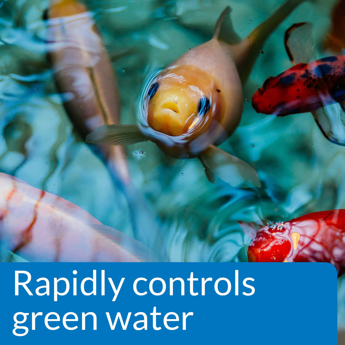 API Pond Simply Clear clarifies cloudy water to improve pond visibility