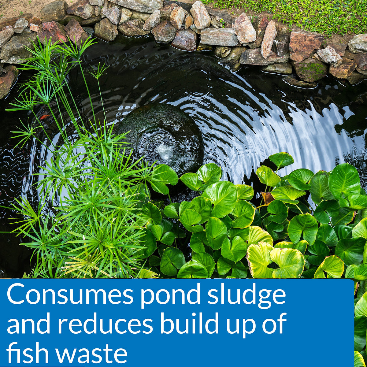 API Pond-Zyme label on 1 pound container emphasizes convenient pond maintenance