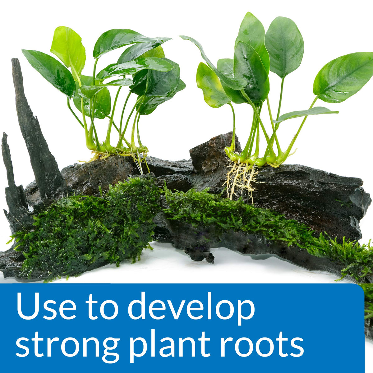 API Root Tabs support vigorous root establishment in new aquarium plantings.