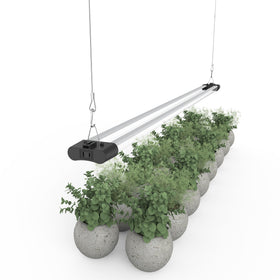 APICDOM 5000K daylight glow promotes vigorous vegetative development.