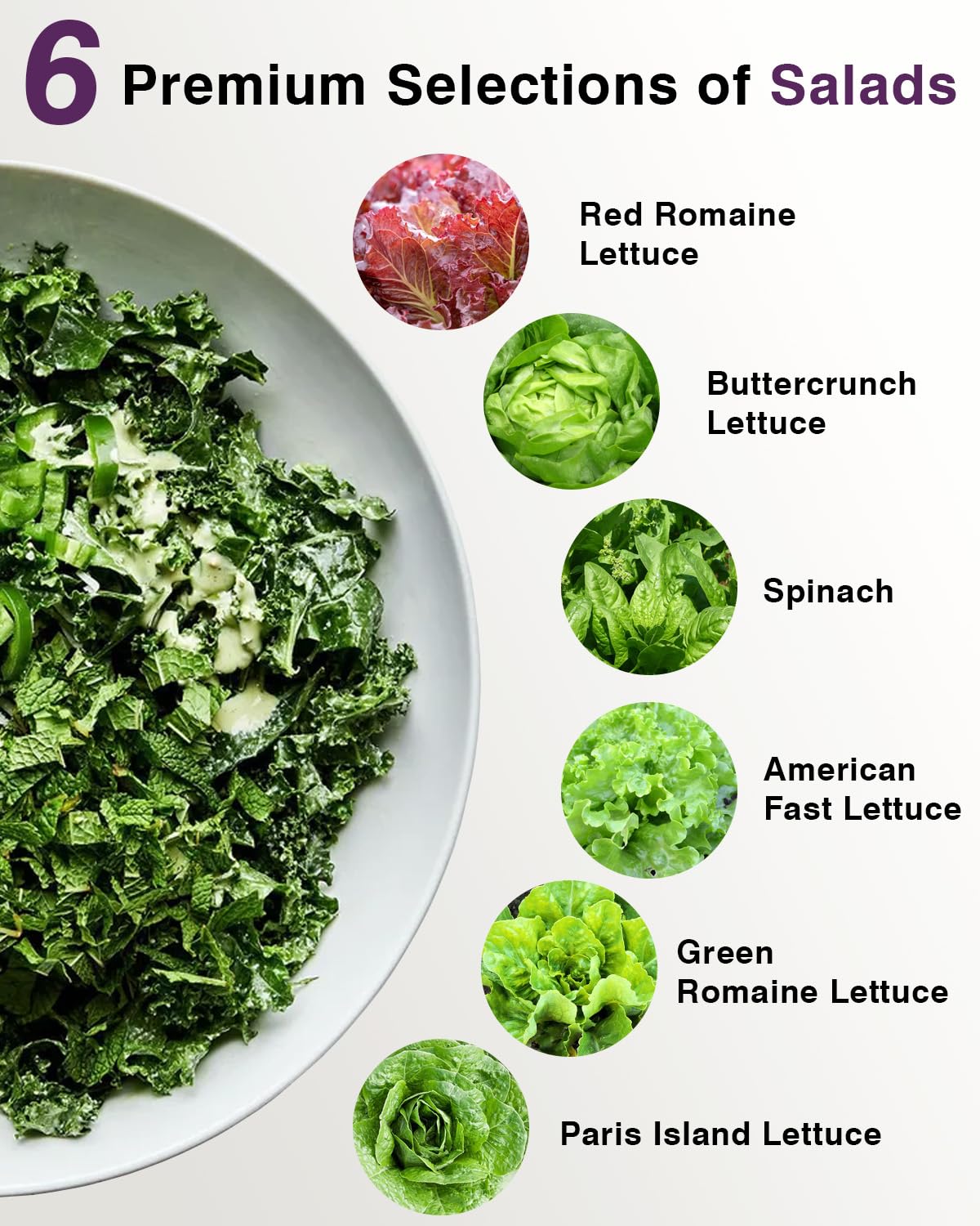Apoloseedic red and green romaine seeds, vibrant for salads.