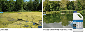 Cutrine Plus spray application in use, targeted algae treatment.