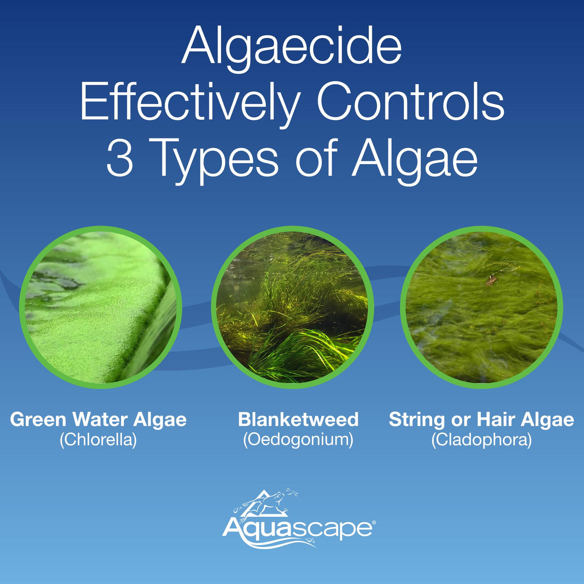 Aquascape algaecide in a pond water garden for clearer water