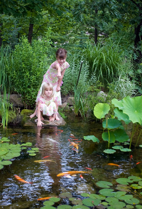 Aquascape application of beneficial bacteria in a pond for water health