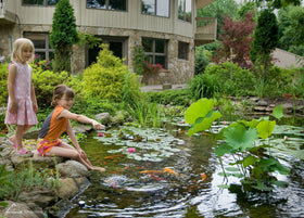Aquascape Beneficial Bacteria pouring-application shot demonstrating easy water addition