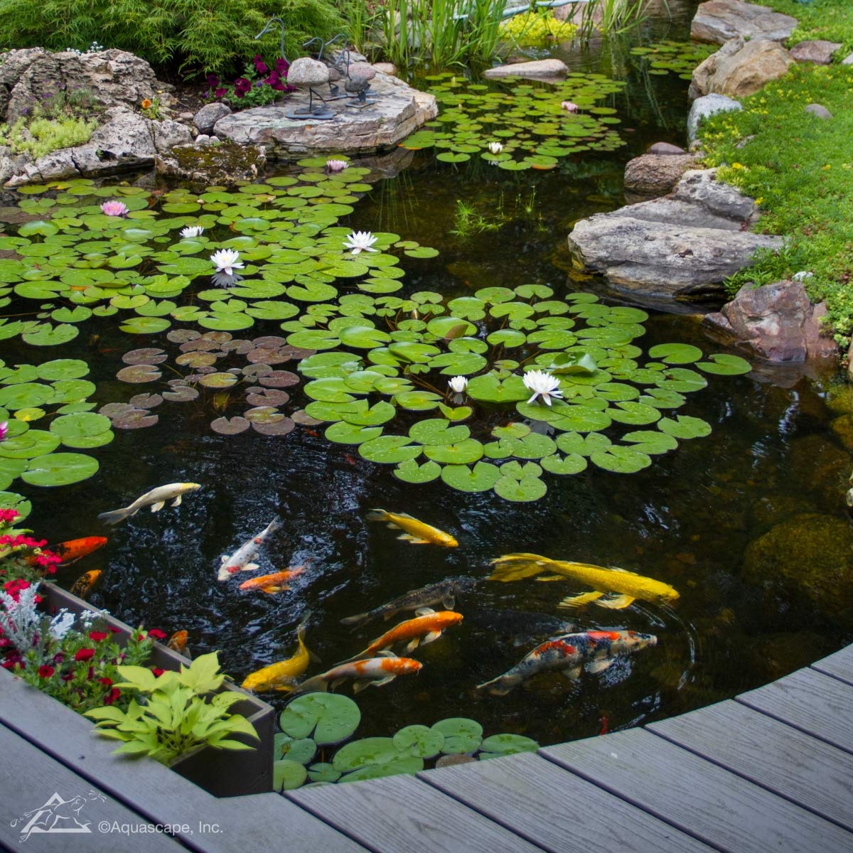 Aquascape clear water and balanced pond conditions for vibrant aquatic life.