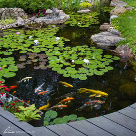 Aquascape clear water and balanced pond conditions for vibrant aquatic life.