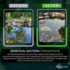Aquascape marigold and vitamin B support fish health and vitality
