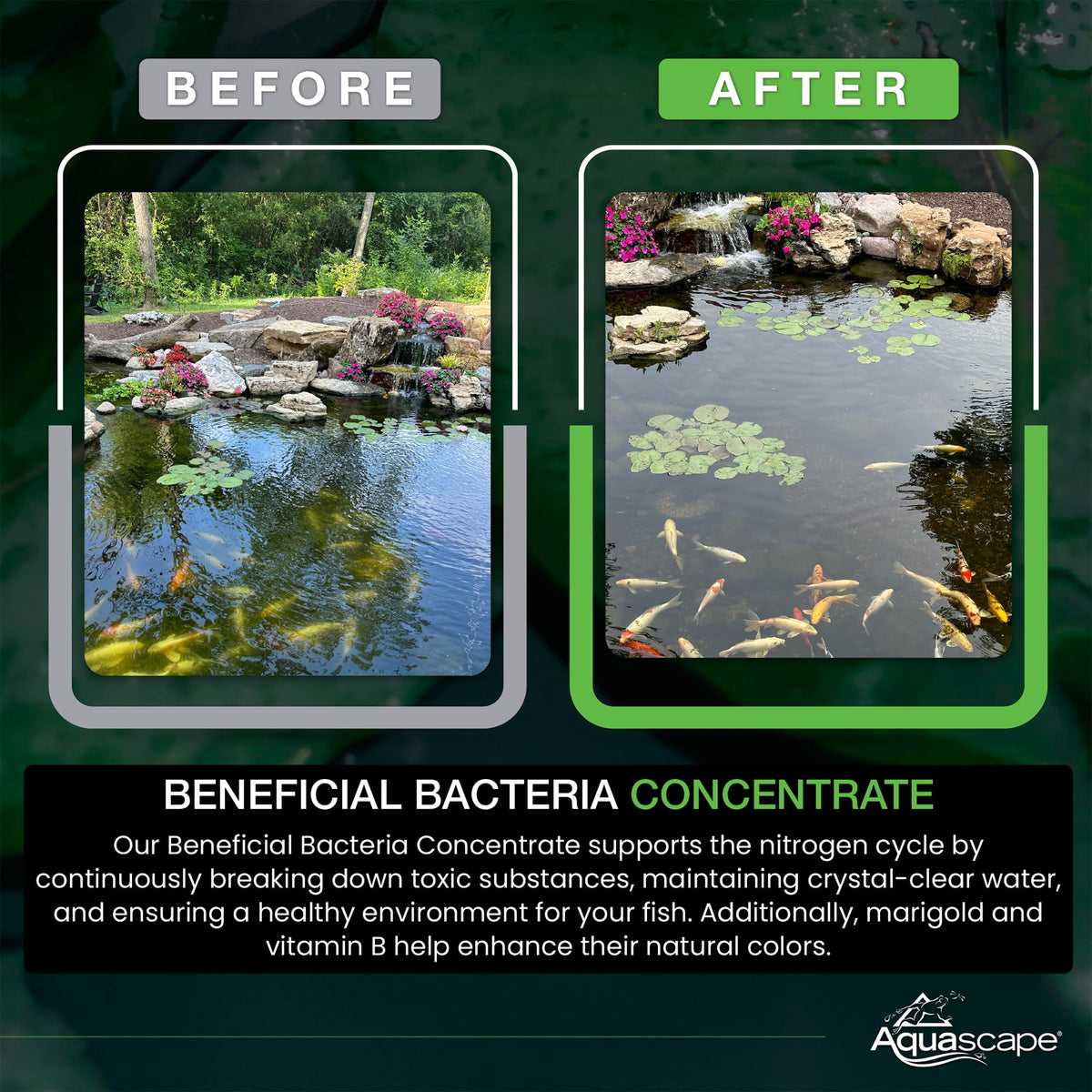 Aquascape marigold and vitamin B support fish health in water features