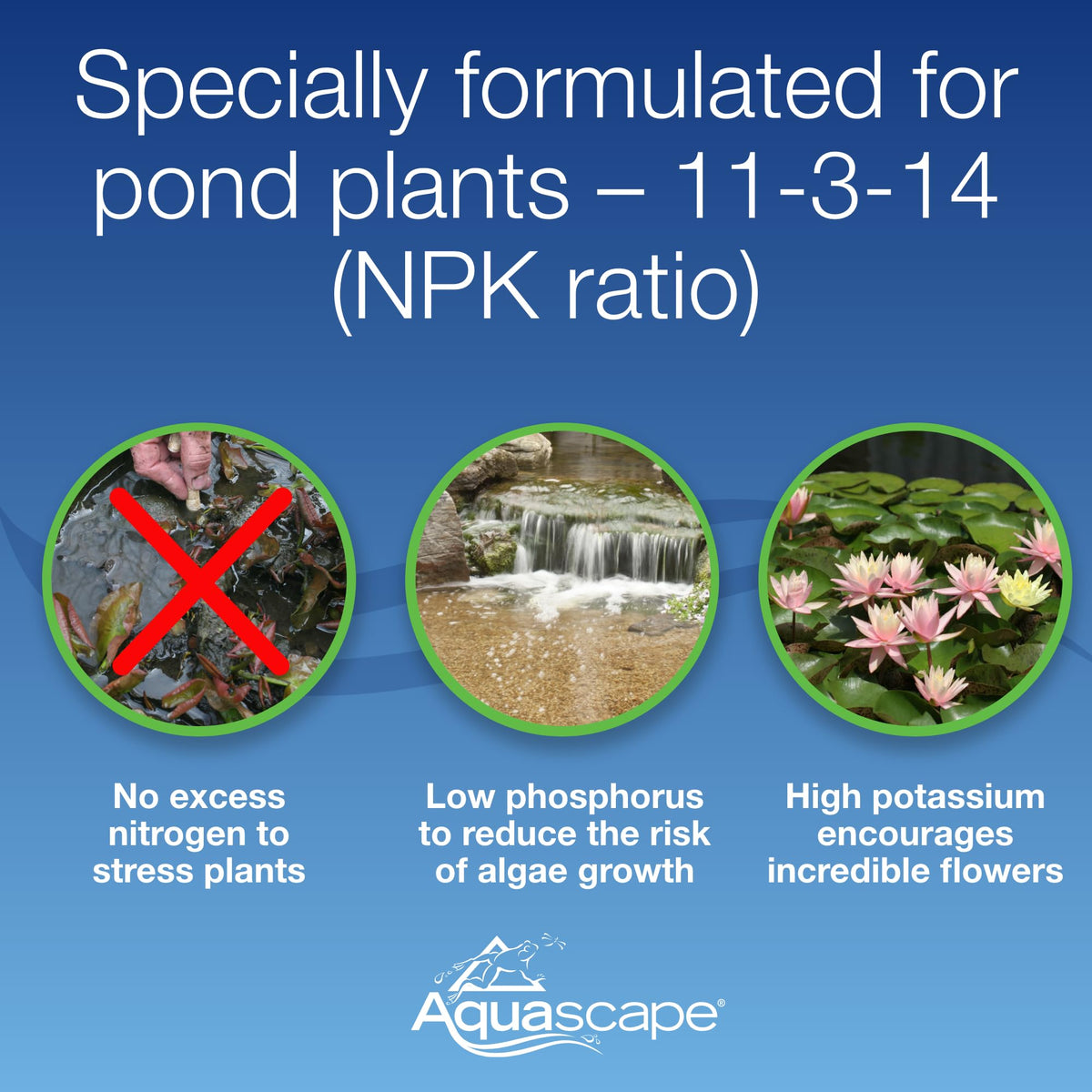 Aquascape blooming water lilies benefiting from potassium-rich fertilizer.