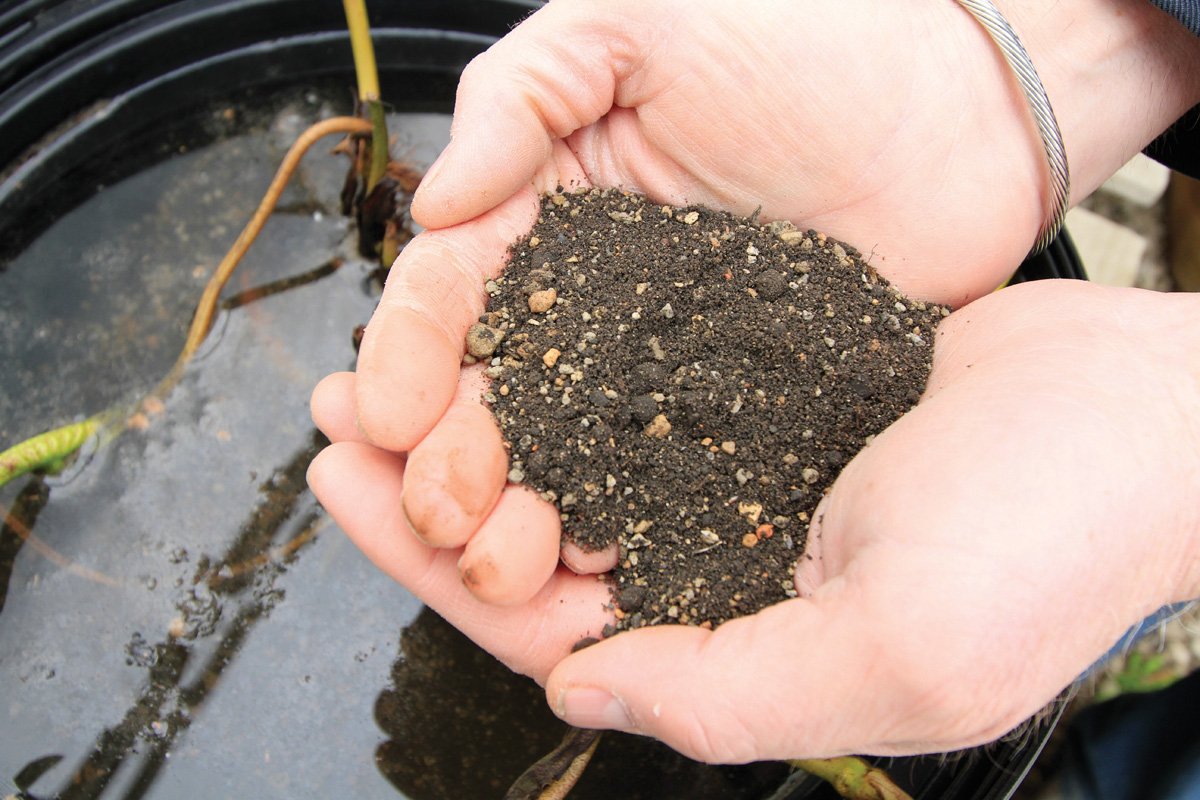 Aquascape root growth support helps aquatic plants establish quickly.