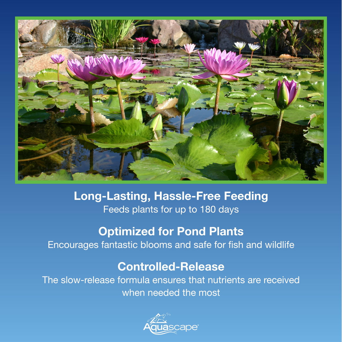 Healthy growth of pond plants after Aquascape treatment in a clear water setting.