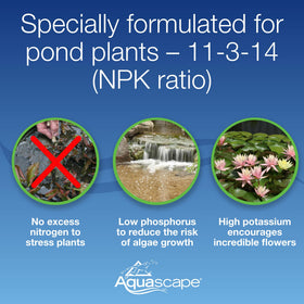 Close-up of waterlilies and lotus blooming with Aquascape potassium-rich formula.