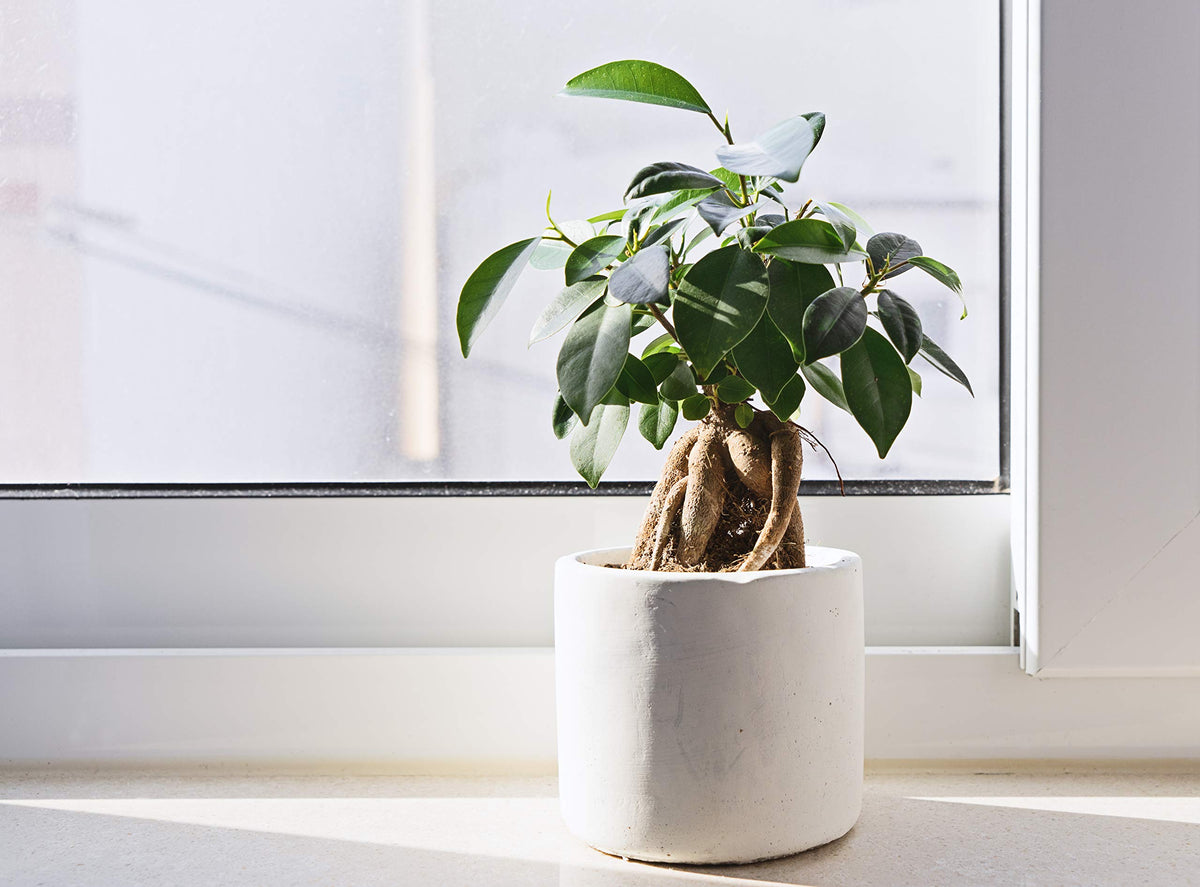 Aquatic Arts 3-1-2 NPK formula supports ficus tree growth.