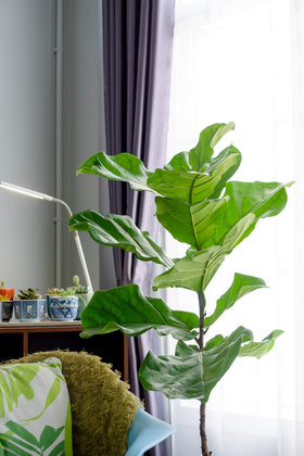 Aquatic Arts Compatible ficus varieties like Lyrata and Benjamina.