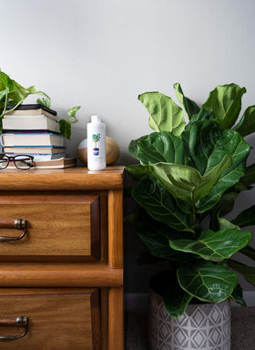 Aquatic Arts Ficus root health with proper dilution and feeding.