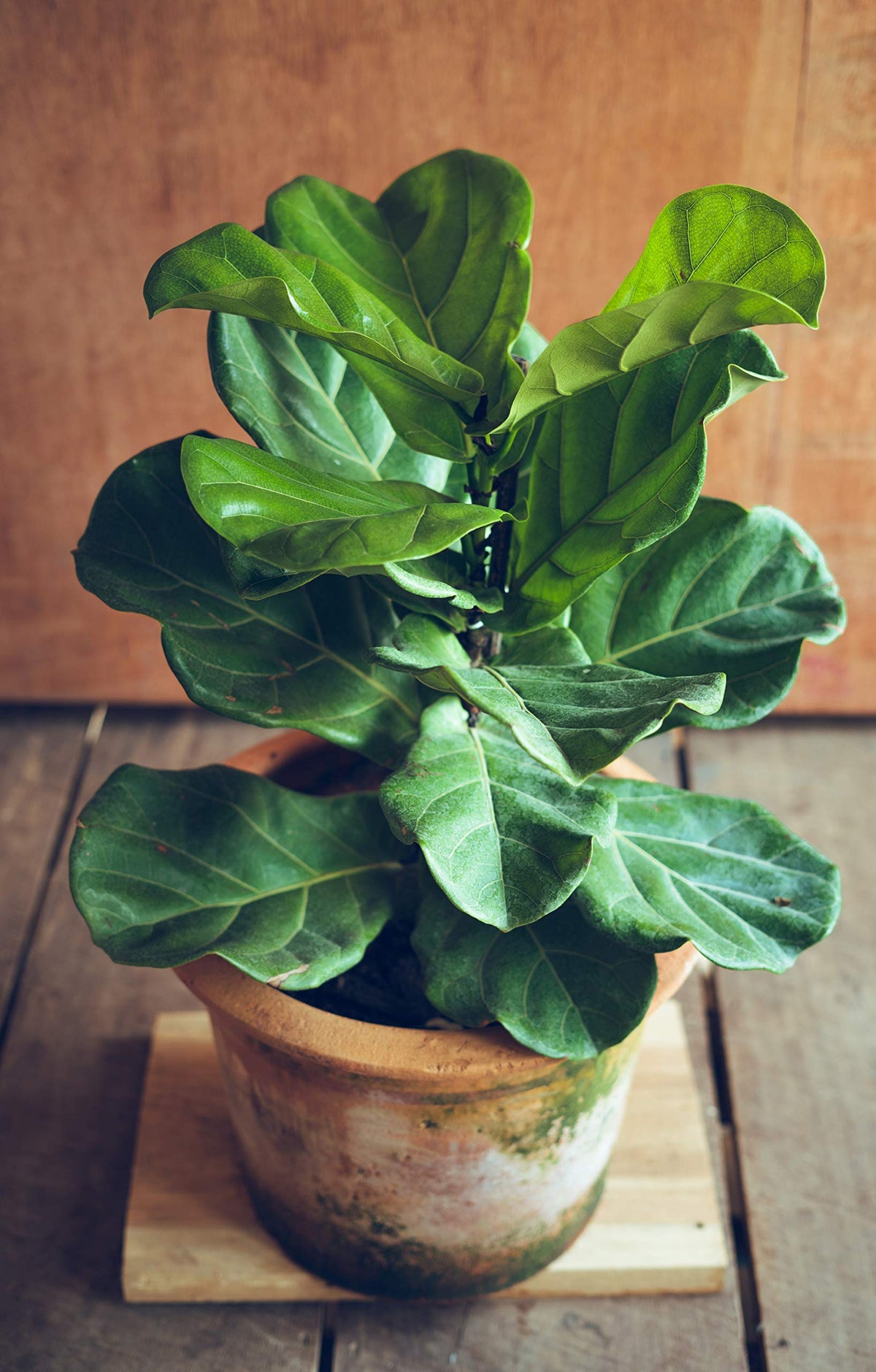 Aquatic Arts Fig Leaves Nourishment promotes vibrant indoor foliage.
