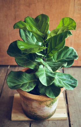 Aquatic Arts Fig Leaves Nourishment promotes vibrant indoor foliage.